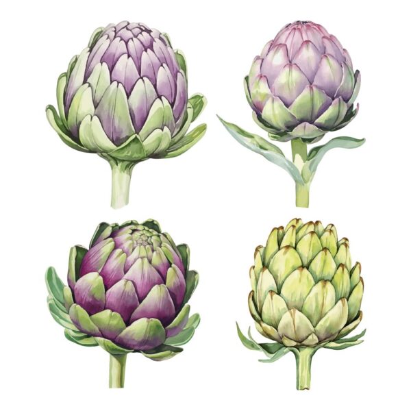 Artichoke Clipart