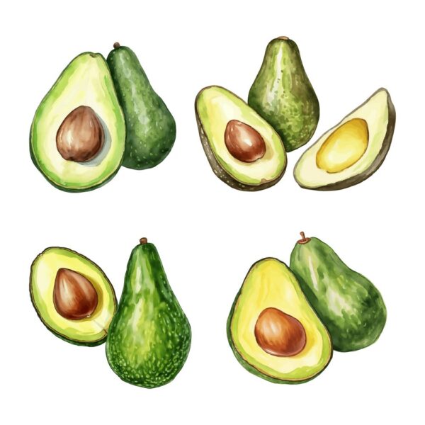 Avocado Clipart