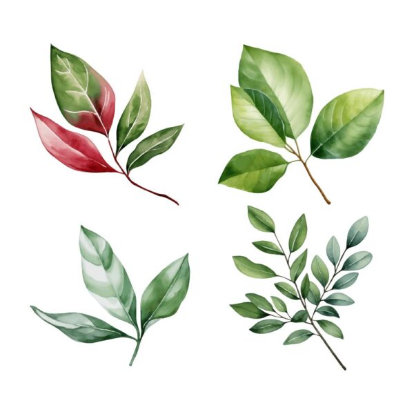 watercolor leaf clipart