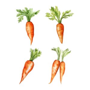 carrot clipart