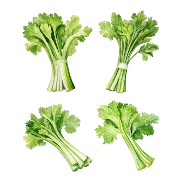 celery clipart