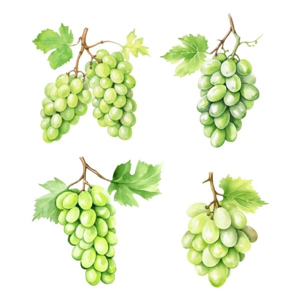 grapes watercolor