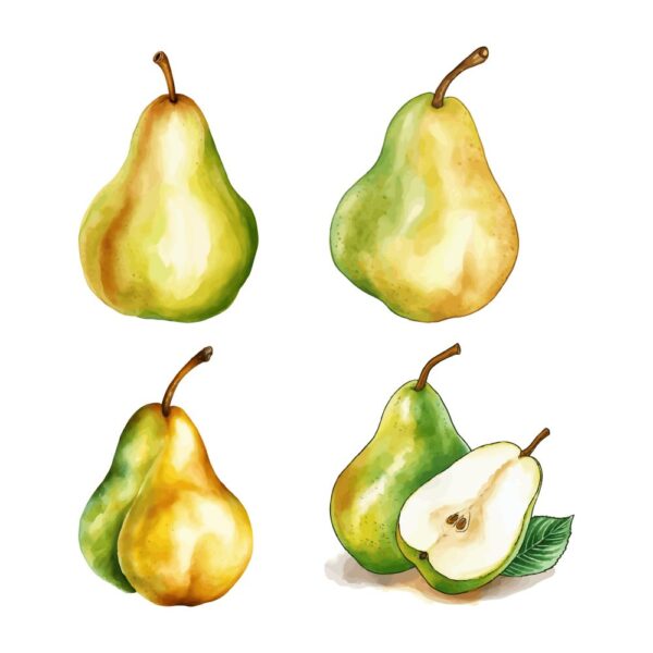 Pear Clipart