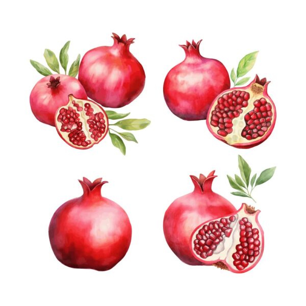 Pomegranates Clipart