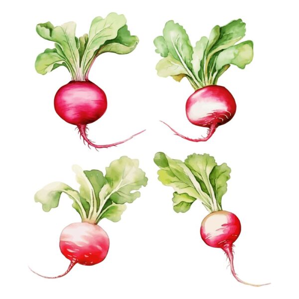 Radish Watercolor